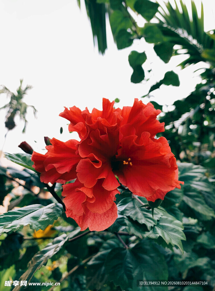 娇艳朱槿花