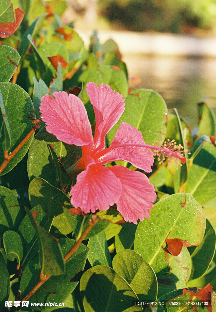 娇艳木槿花绽放绿叶间