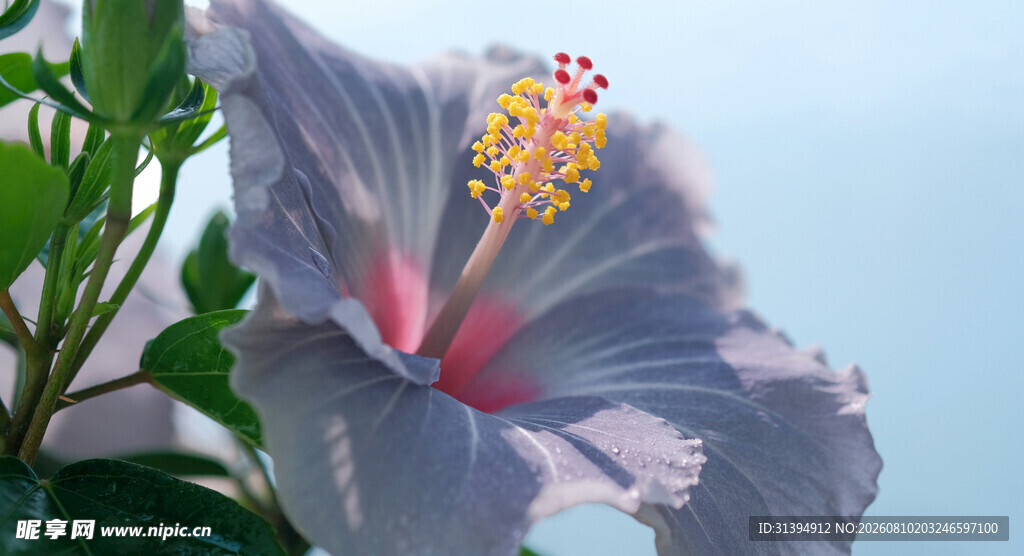 蓝紫色木槿花特写