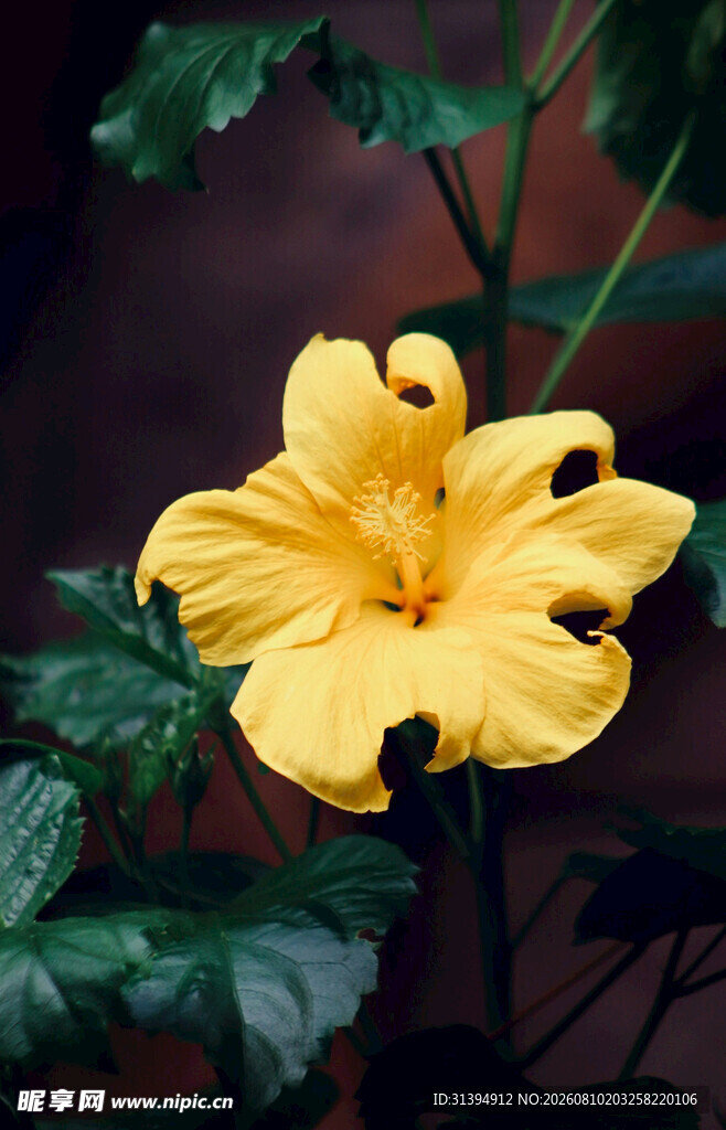 黄色喇叭状花朵特写
