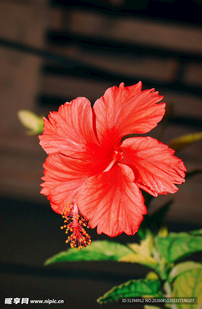 娇艳朱槿花