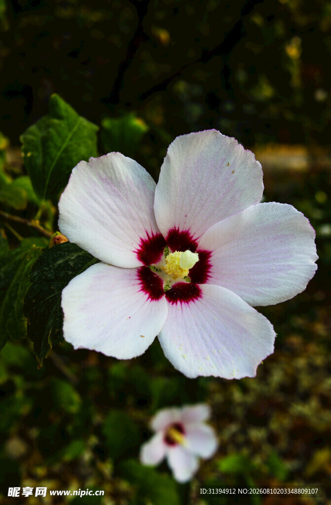 白色木槿花特写