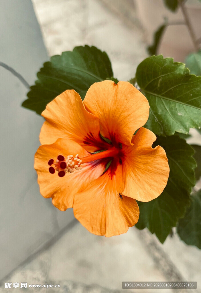 橙色木槿花特写