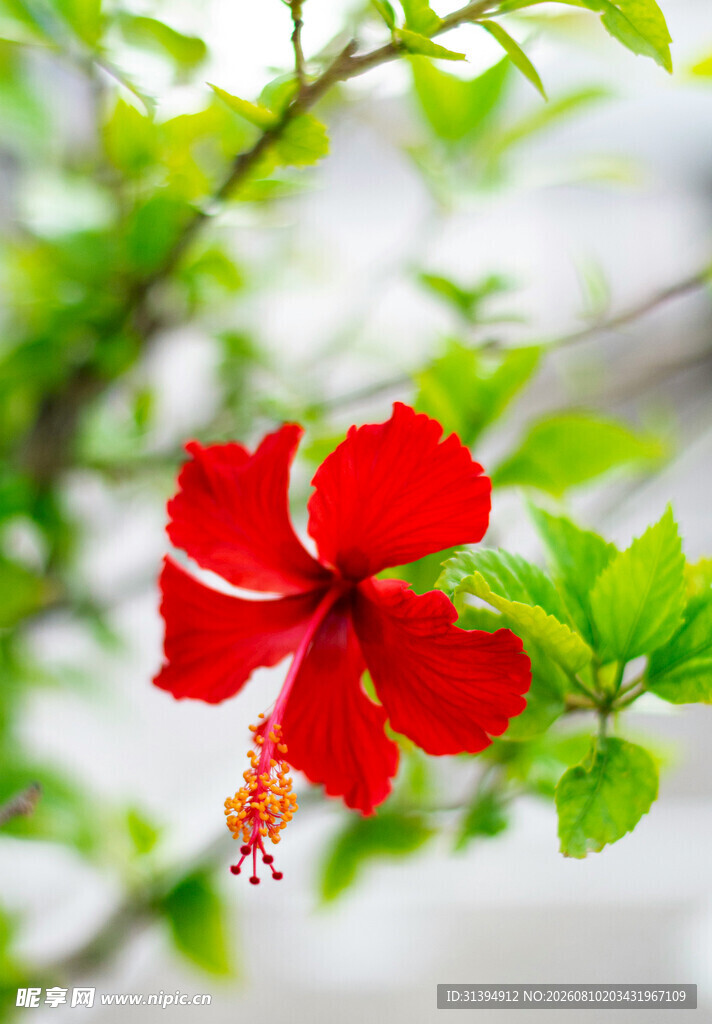 娇艳朱槿花绽放枝头