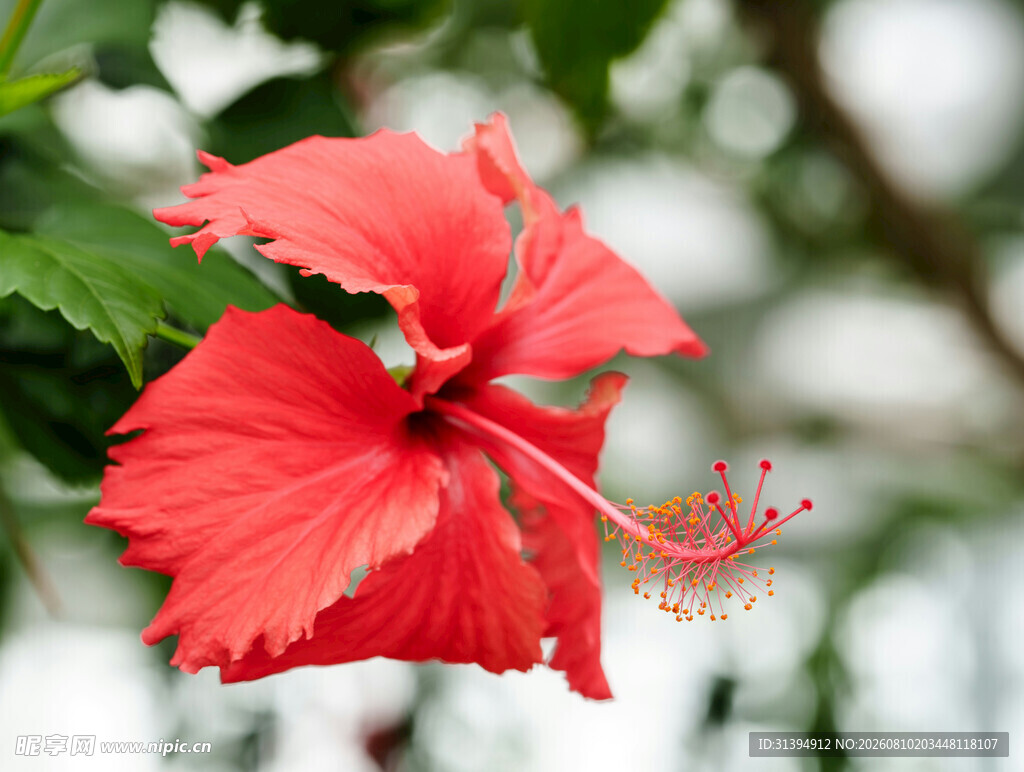 娇艳朱槿花