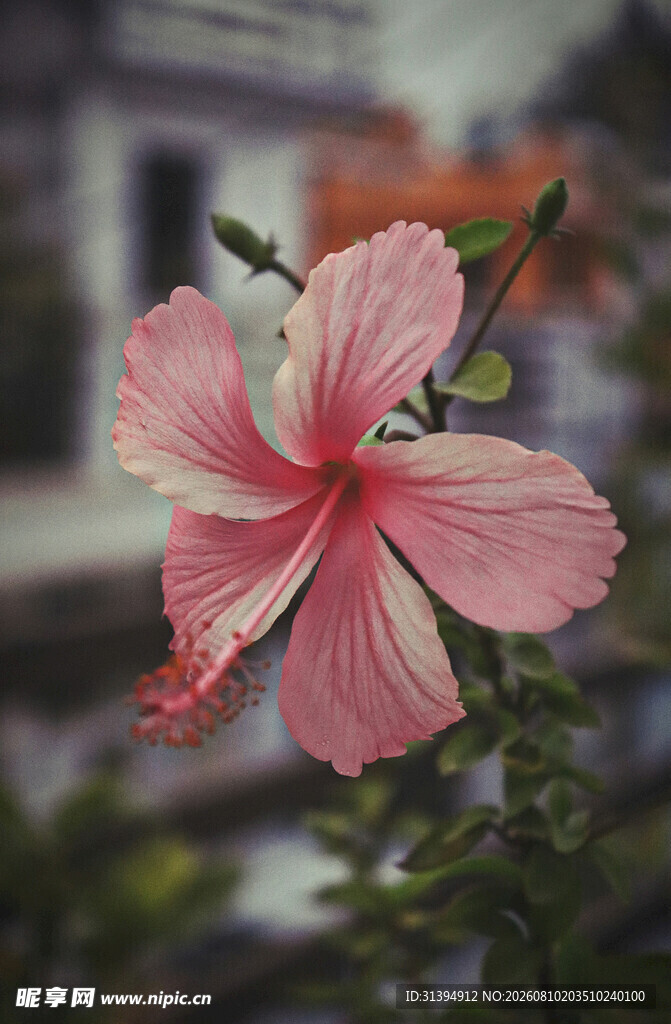 娇艳粉色木槿花特写