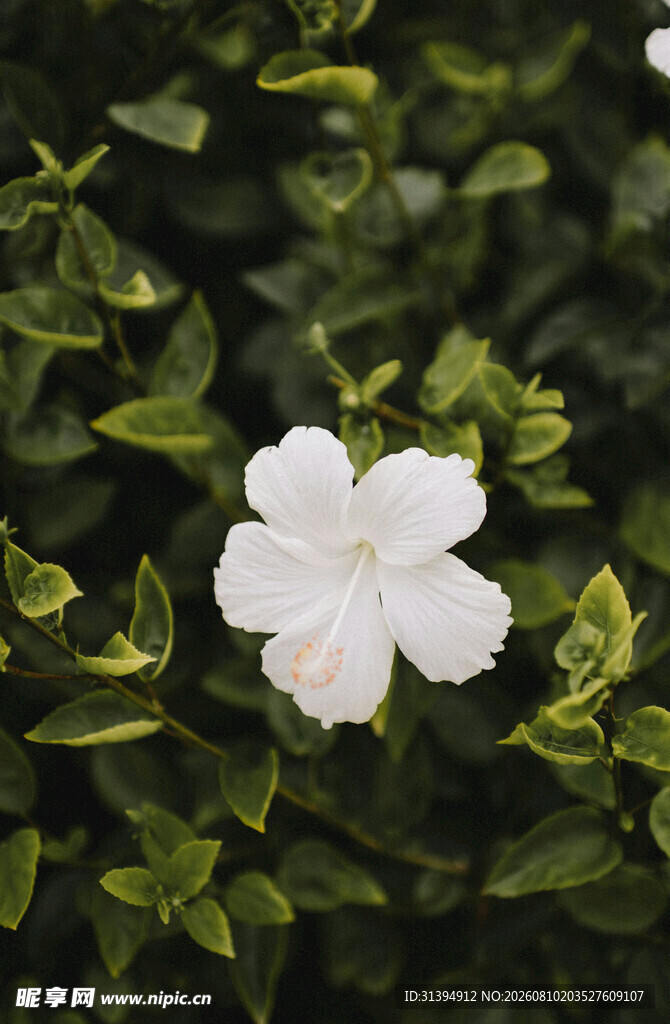 白色小花绽放绿叶间