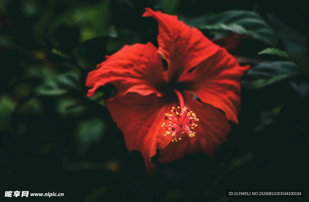 娇艳红扶桑花特写