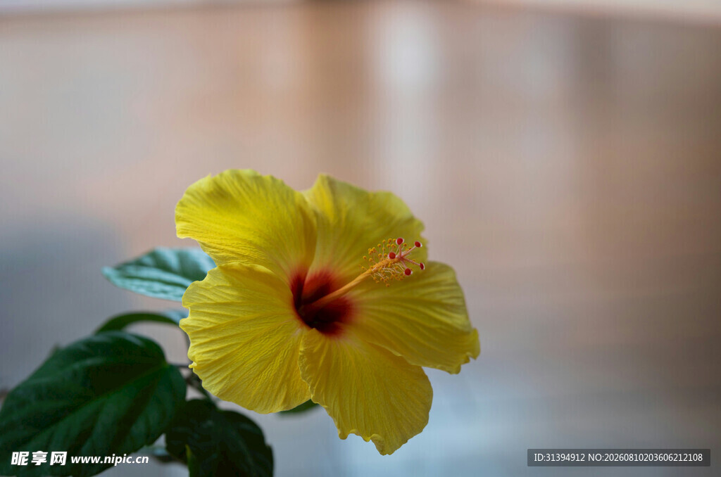黄色木槿花特写