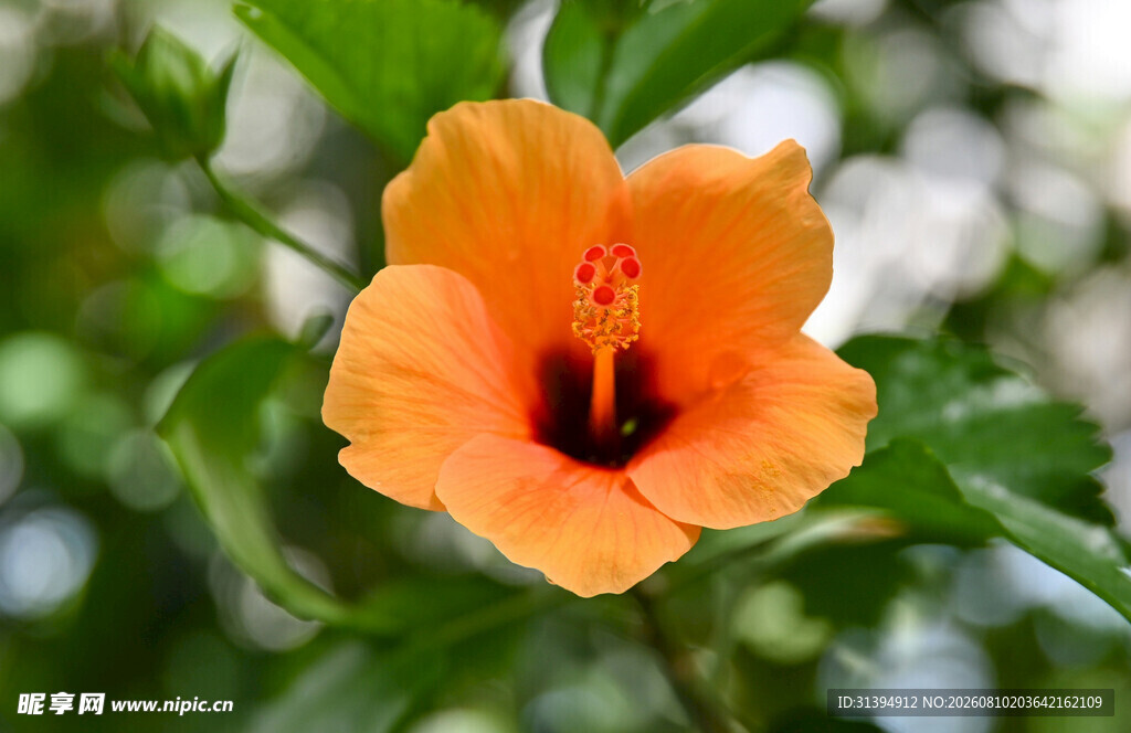 橙色木槿花特写