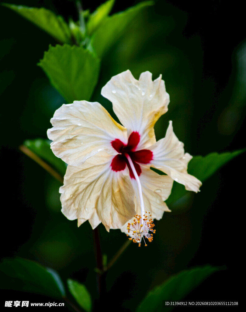 白色木槿花特写