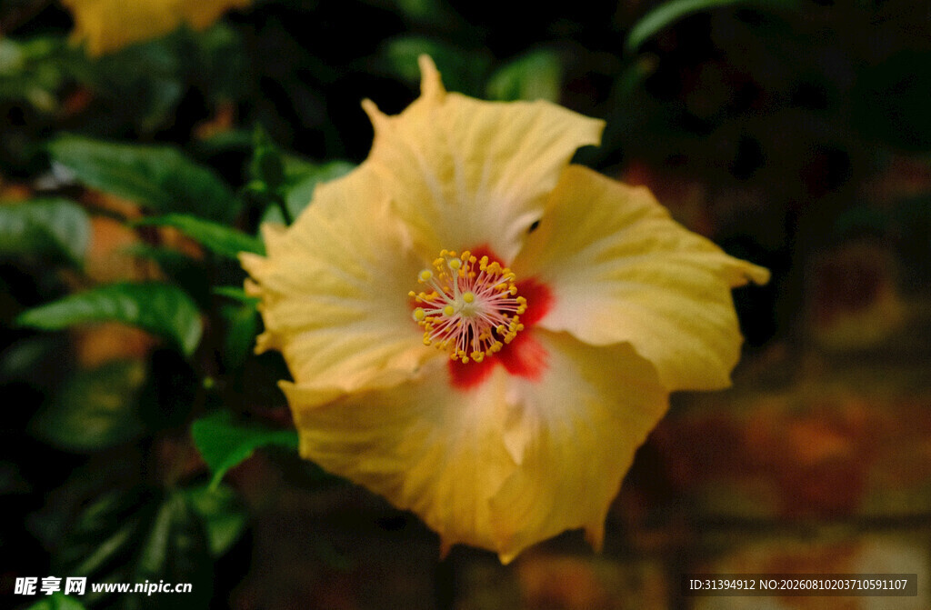 黄色木槿花特写