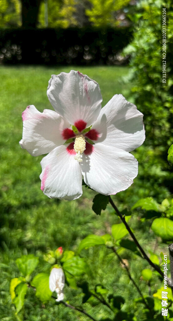 白色木槿花绽放于绿野