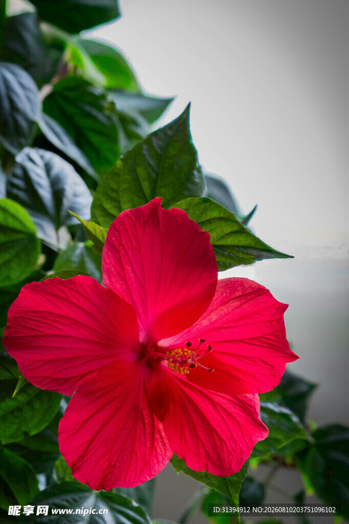 艳丽朱槿花