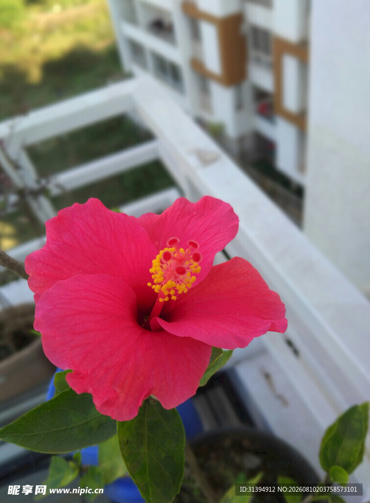 娇艳木槿花