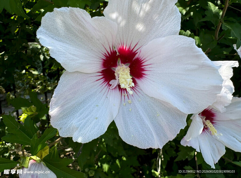 白色木槿花特写