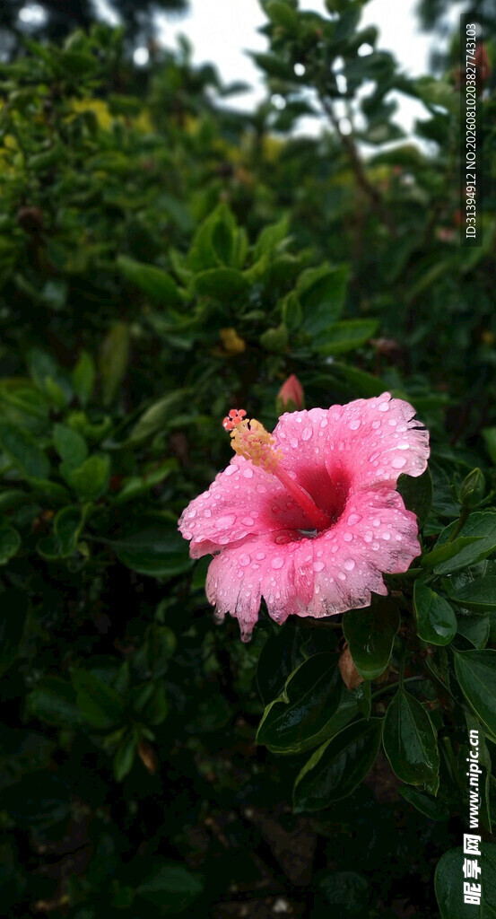 娇艳粉色扶桑花