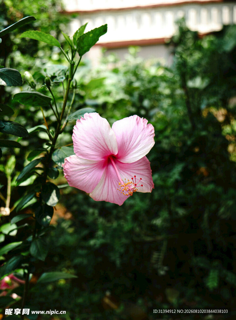 娇艳粉色扶桑花