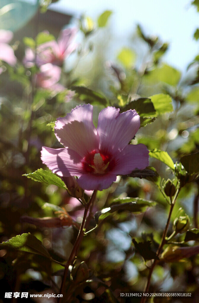 娇艳木槿花绽放