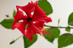 娇艳红扶桑花特写
