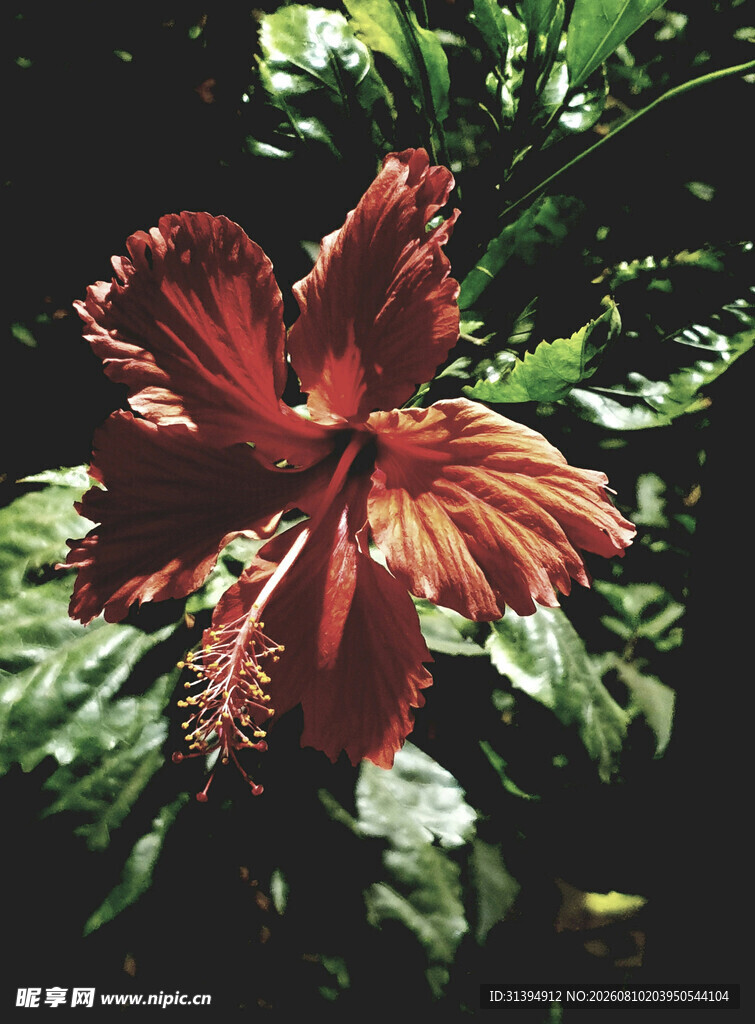 艳丽朱槿花
