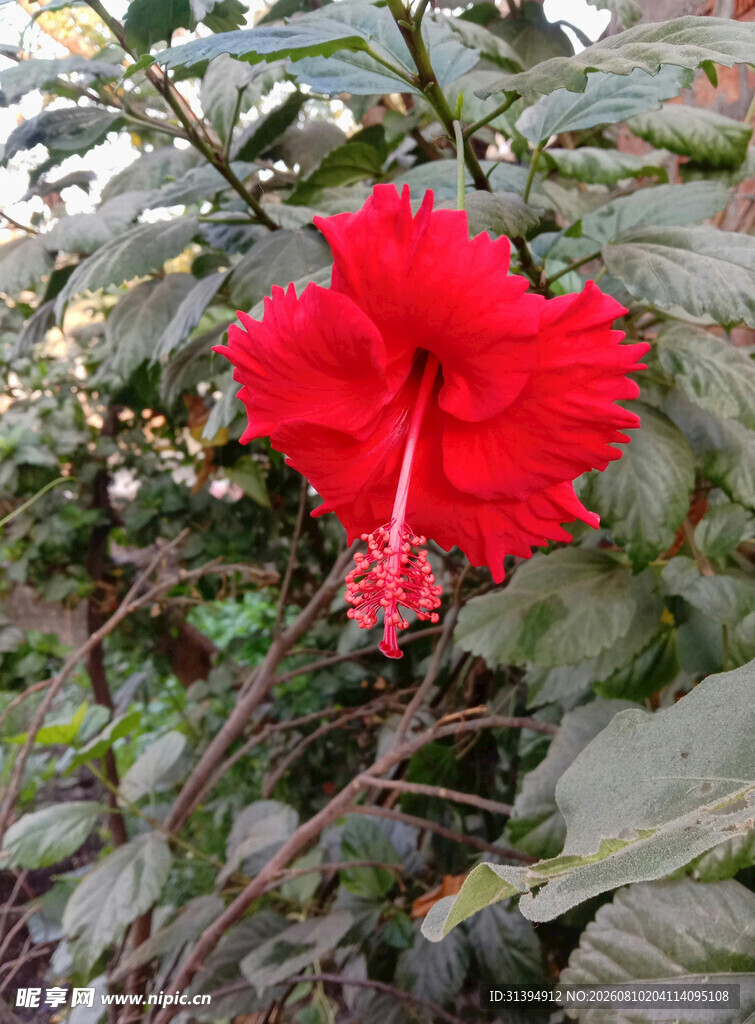 鲜艳红扶桑花绽放