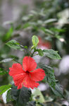 娇艳红扶桑花绽放
