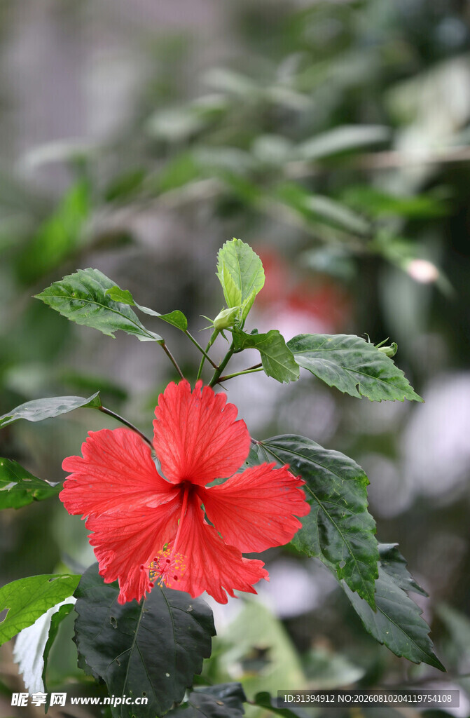 娇艳红扶桑花绽放