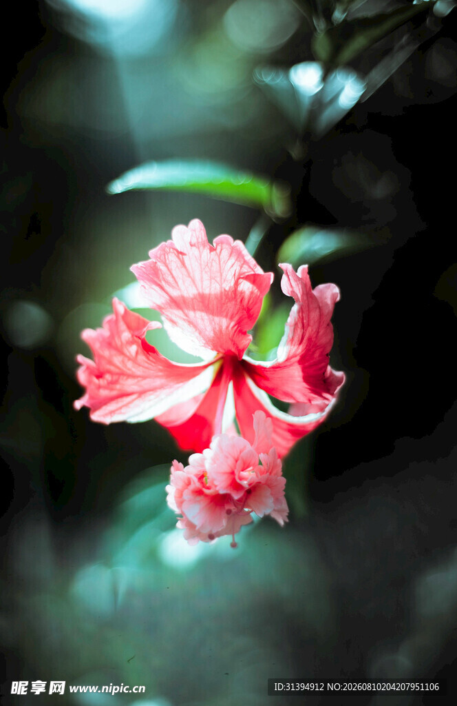娇艳木槿花