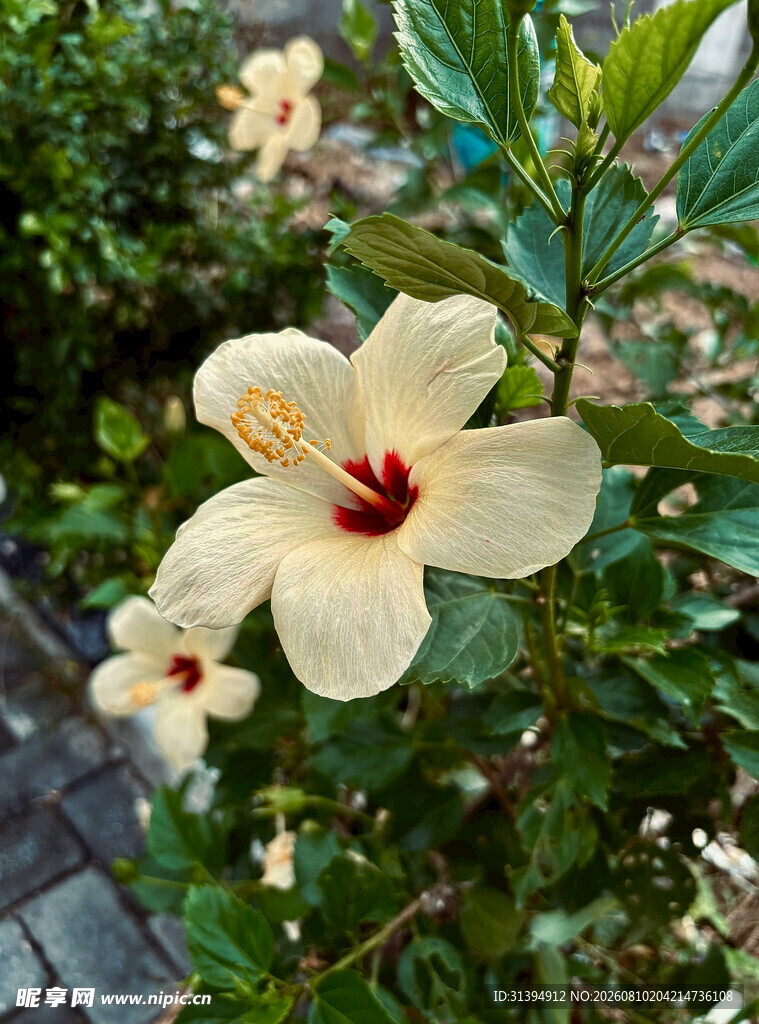 黄槿花朵特写