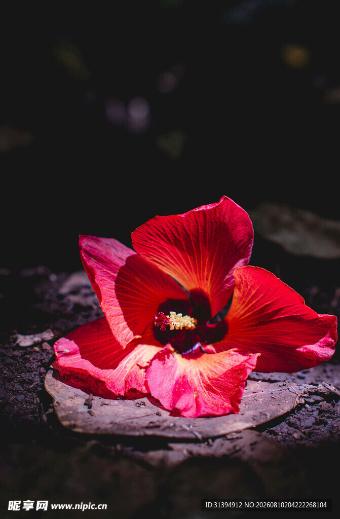 娇艳红扶桑花特写