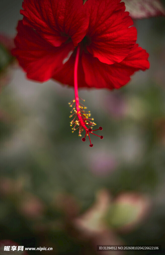 娇艳红扶桑花特写