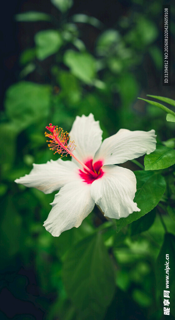 白色扶桑花特写