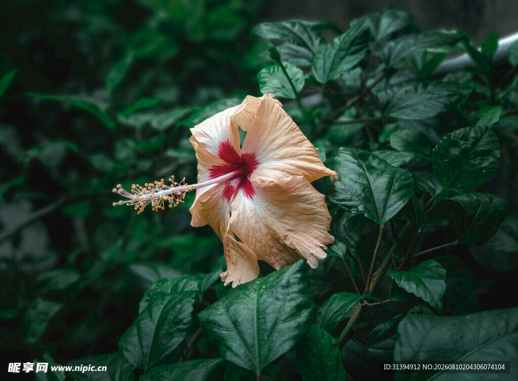 黄色木槿花绽放绿叶间