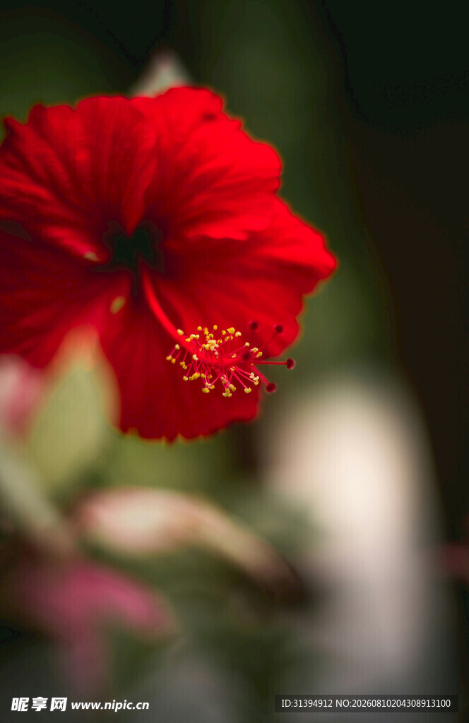 娇艳红色扶桑花特写