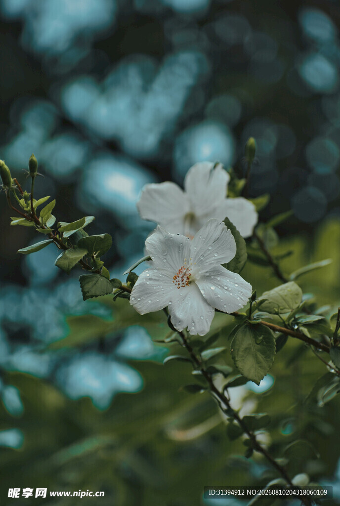 白色小花绽放于枝头