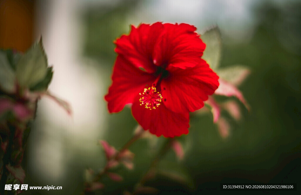 娇艳红色木槿花特写