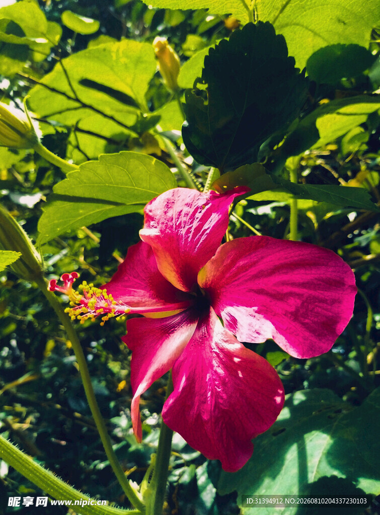 艳丽朱槿花绽放绿叶间