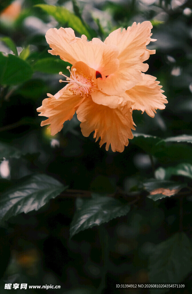 橙色扶桑花特写