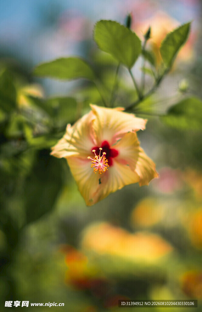 黄色木槿花特写