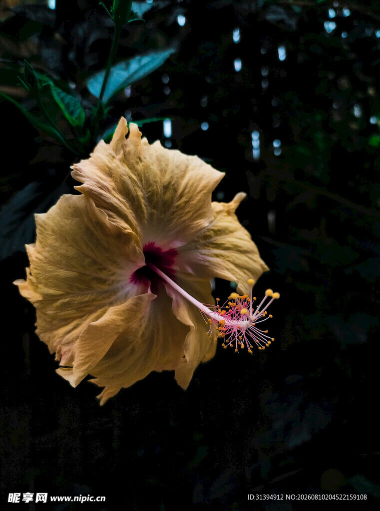 黄色木槿花特写