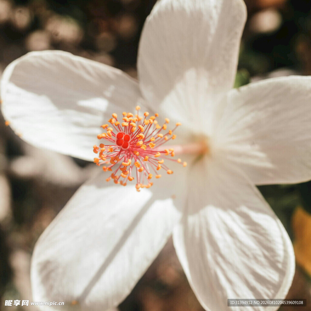 白色木槿花特写