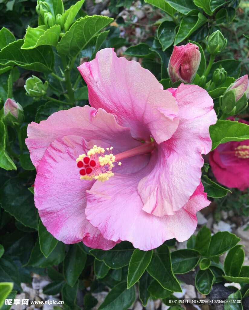娇艳粉色木槿花特写
