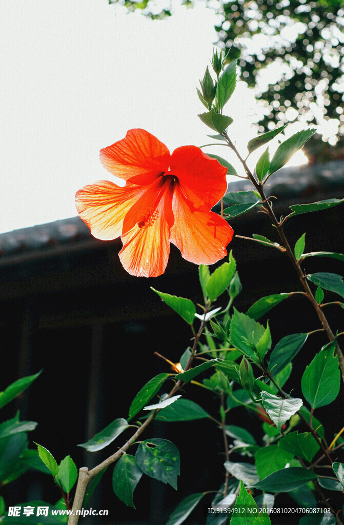 橙红色木槿花绽放