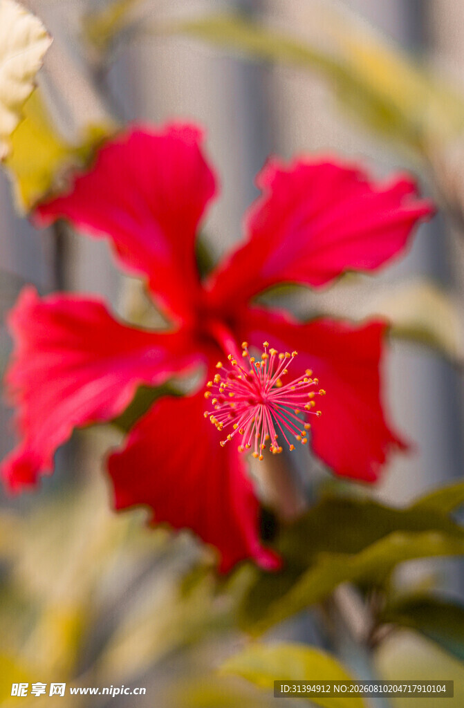 娇艳红扶桑花特写