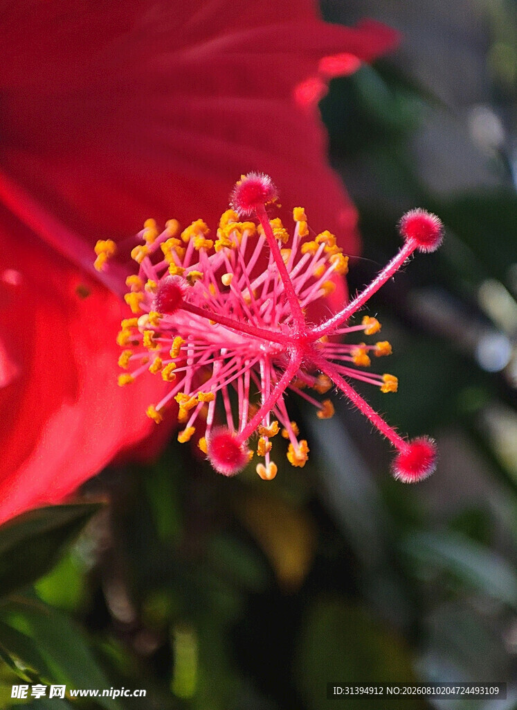 娇艳朱槿花特写