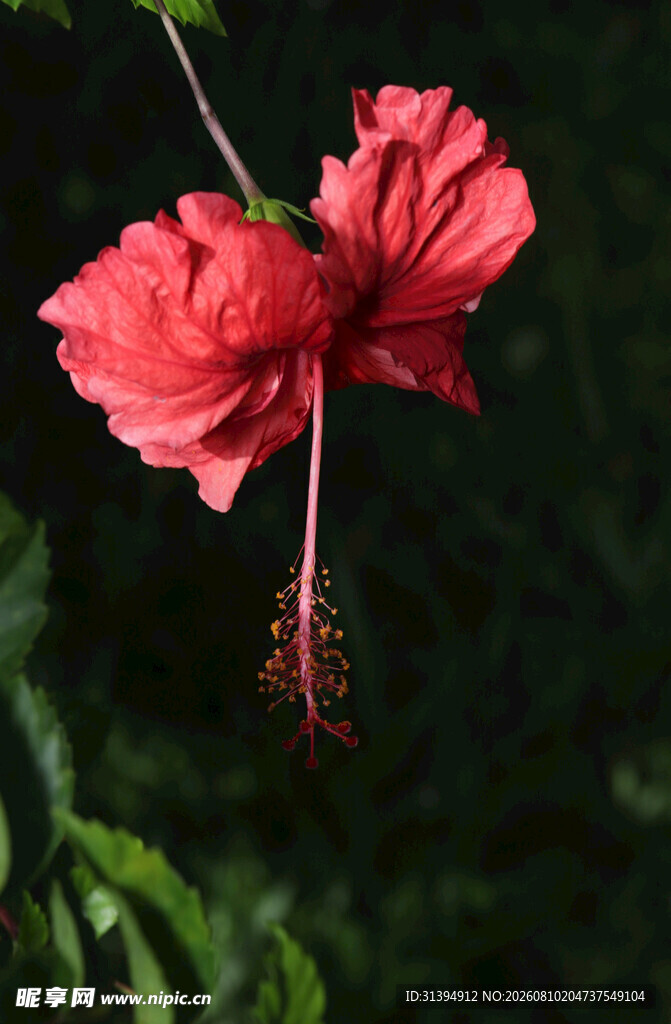 娇艳红扶桑花特写