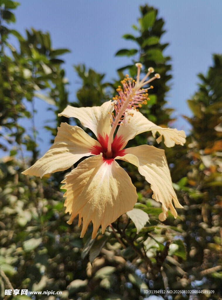 淡黄木槿花绽放于蓝天