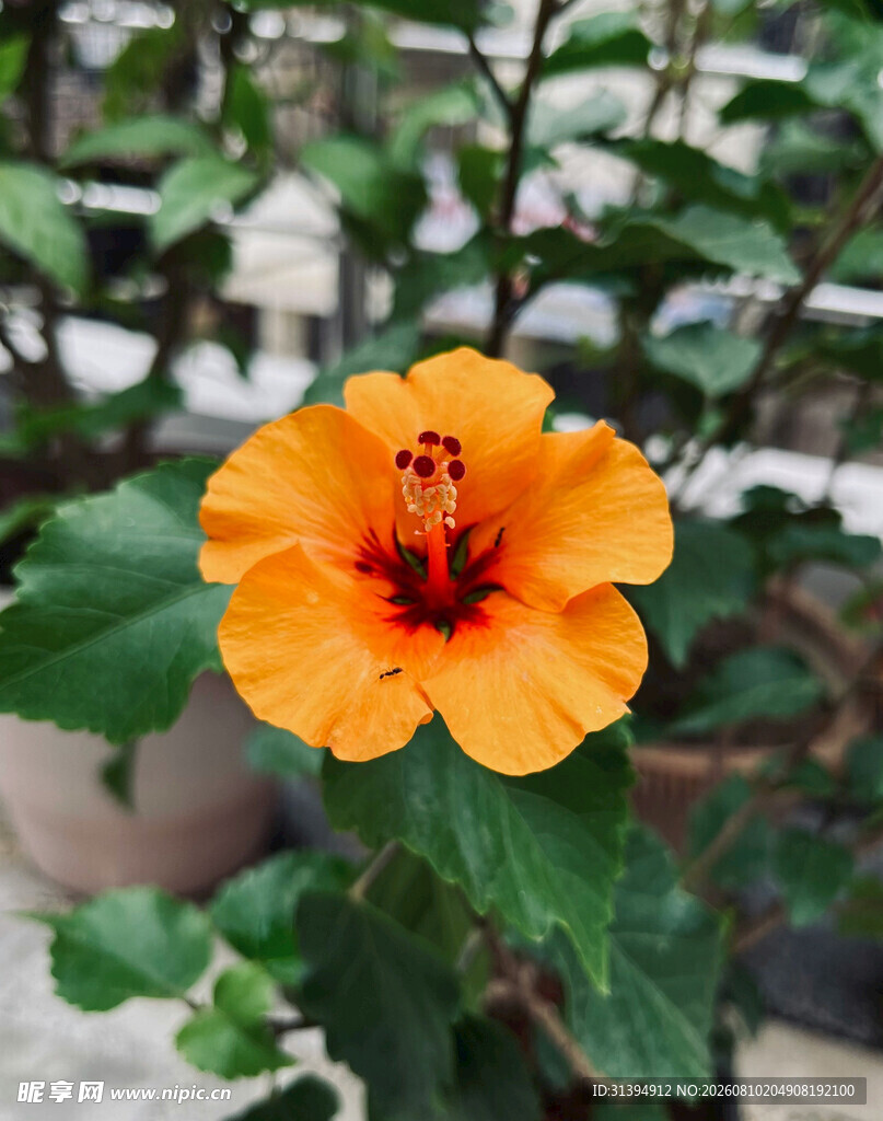 橙色木槿花特写