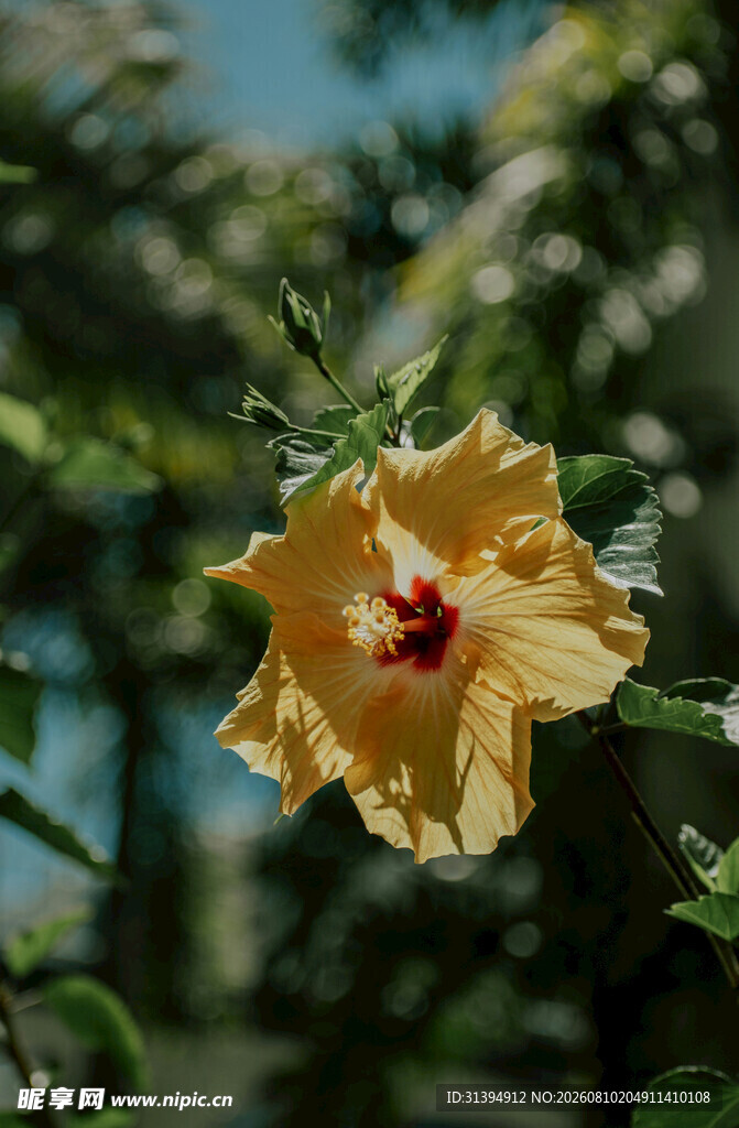 黄色木槿花特写